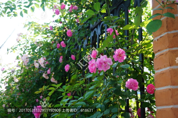 初夏的薔薇