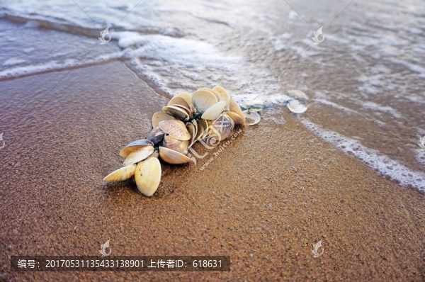 海灘沙灘貝殼