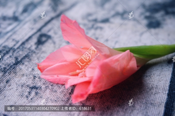 唐菖蒲
