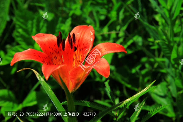 紅色野生百合花