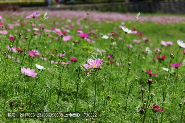 格桑花