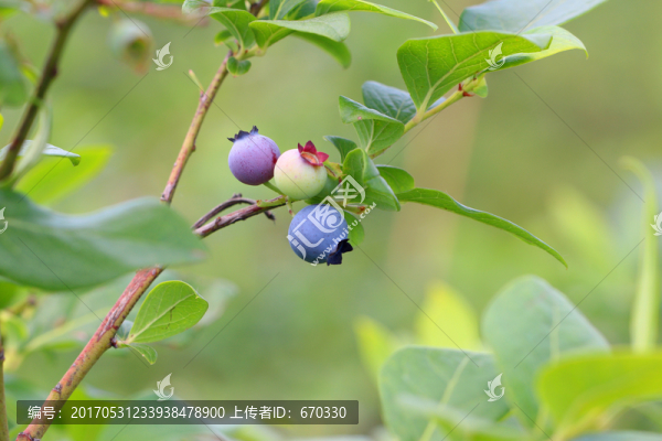 藍莓