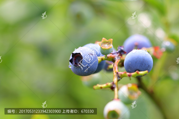 藍(lán)莓