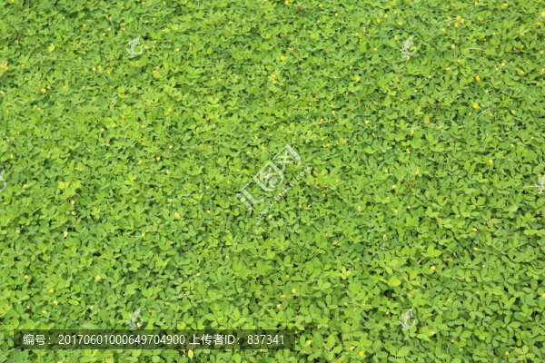 植物背景