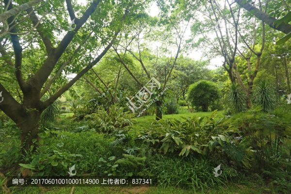 熱帶雨林