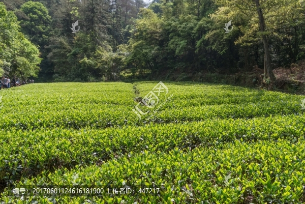 武夷山茶園