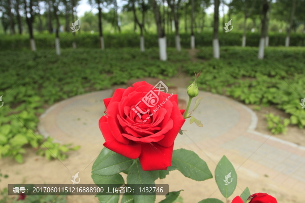 月季花