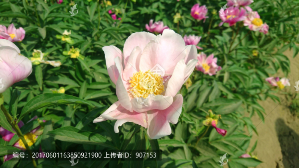 芍藥花特寫