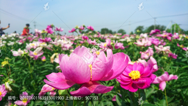 粉紅芍藥花