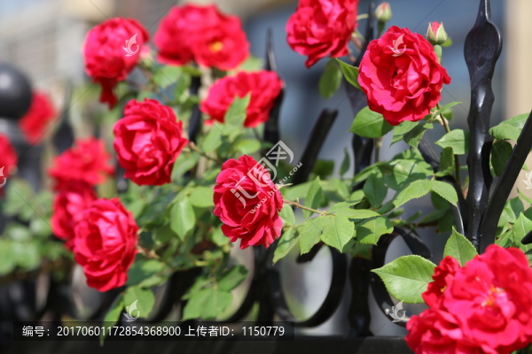 月季花開(kāi)