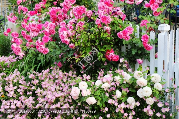 盛開的鮮花