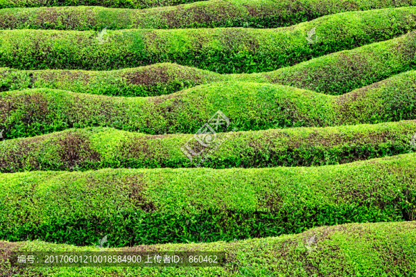 波浪茶樹,茶園,綠色茶樹