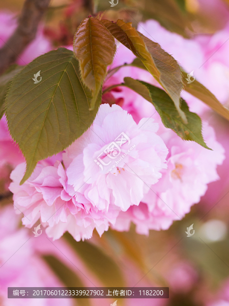 櫻花