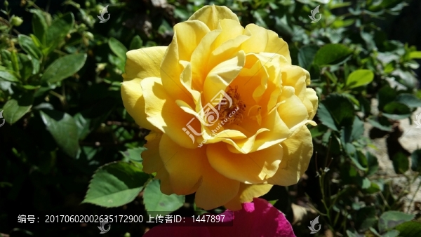 黃玫瑰花