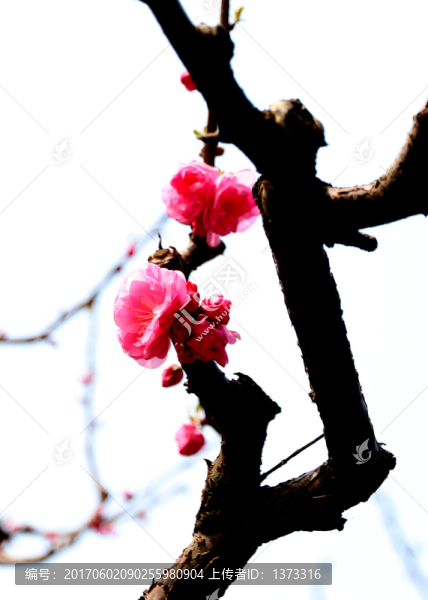 桃花花開