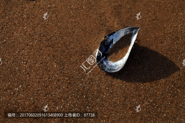 貝殼
