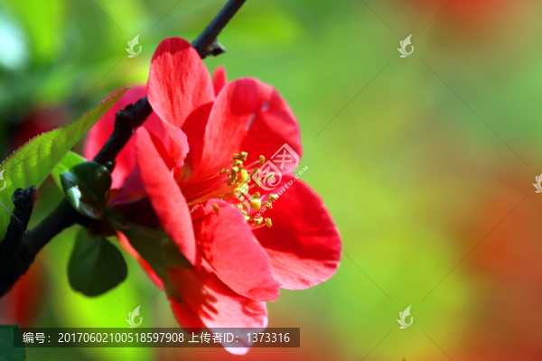 花卉