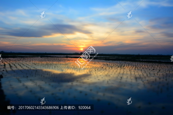 五常稻田