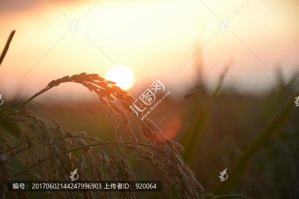 五常稻田