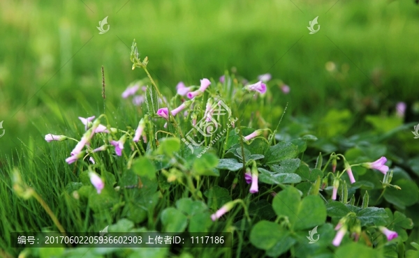 雨后陽(yáng)光下的花草