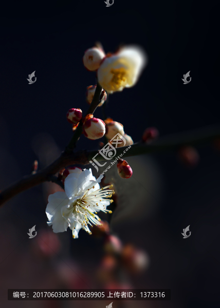梅花