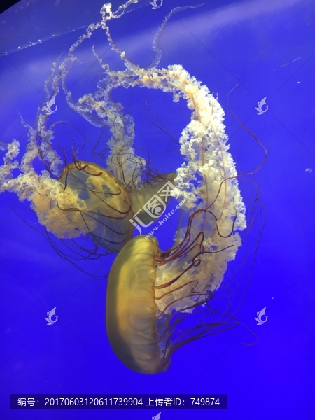 水母
