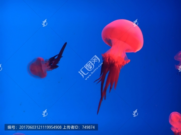 水母