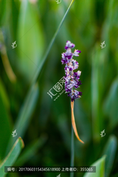 花草