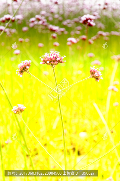馬鞭草