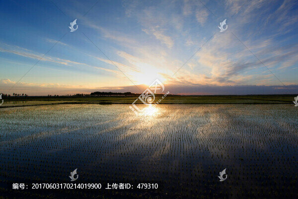 稻田,清晨