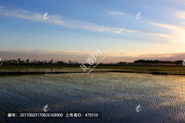 稻田,清晨,禾苗,水稻