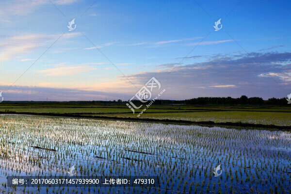 稻田,清晨,禾苗