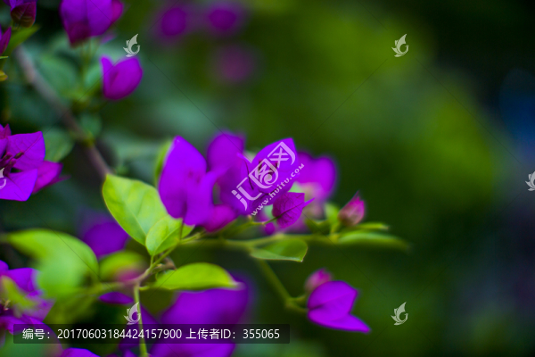 花草