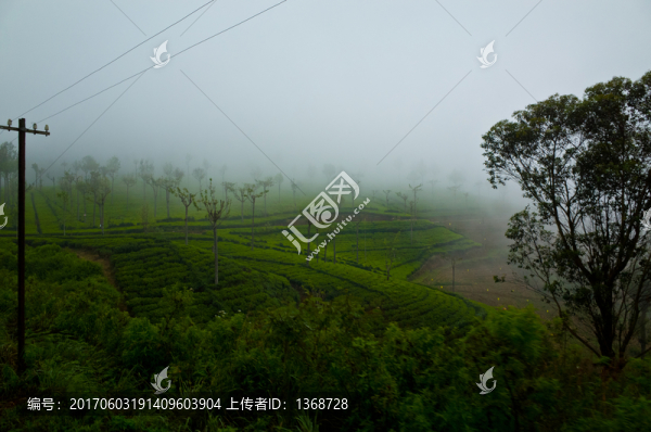 斯里蘭卡高山茶園