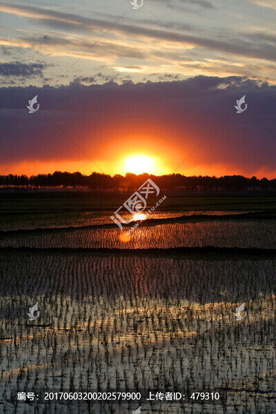 稻田,清晨