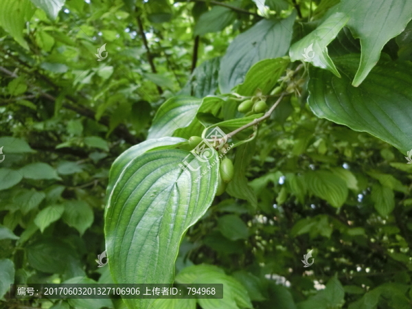 山茱萸,山茱萸果實