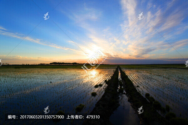 稻田,田埂,清晨