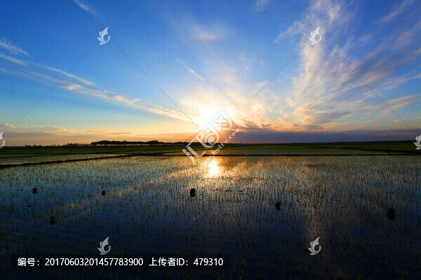 稻田,清晨,禾苗,水稻