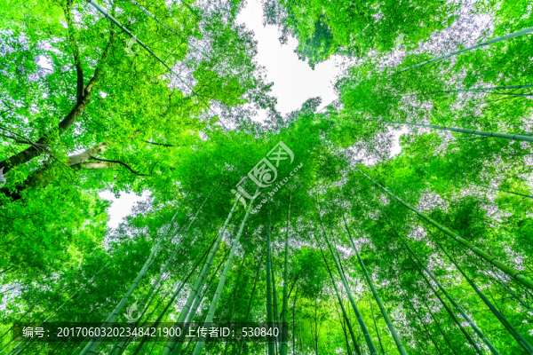 竹林,竹子