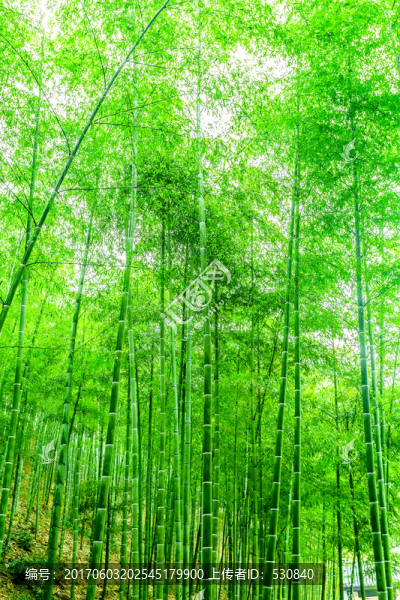 竹林,竹子