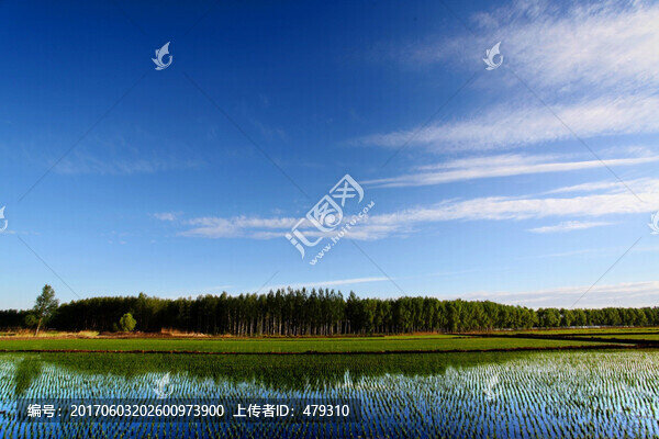 稻田,禾苗,水稻,水稻田