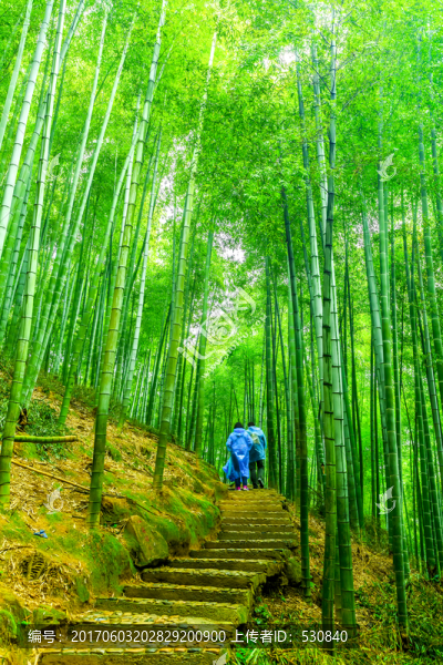 竹林,竹子