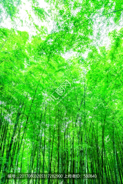 竹子,竹林,,竹葉