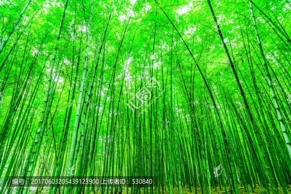 竹子,竹林,,竹葉