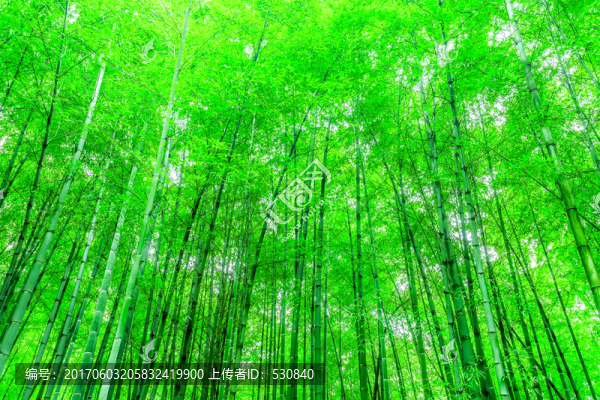 竹子,竹林,,竹葉