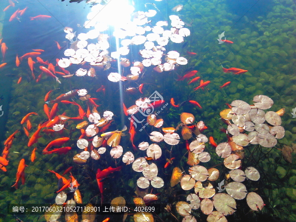 金魚池
