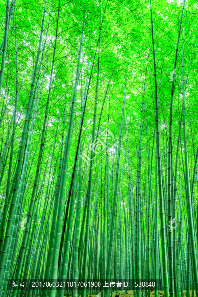 竹林,竹子,竹葉