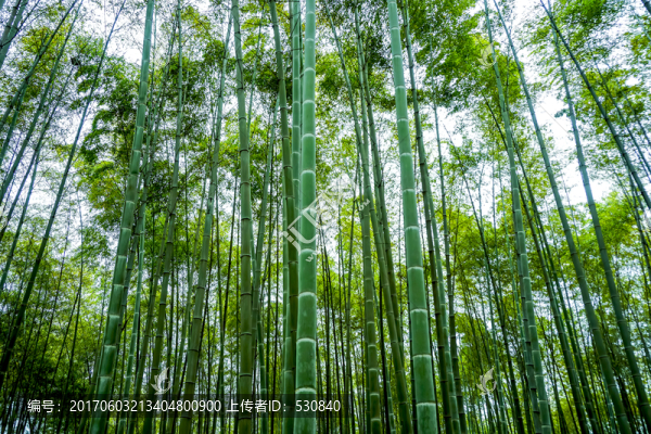 竹子,竹林,竹葉