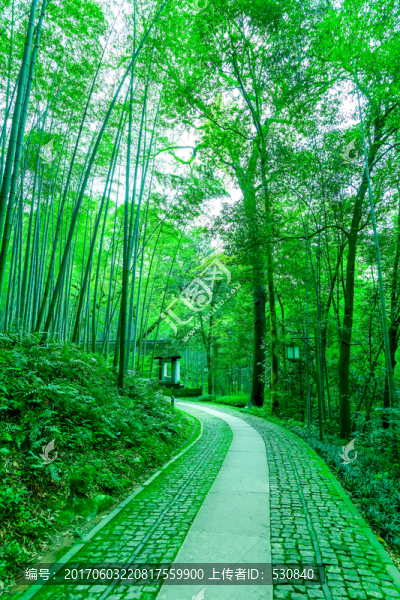 竹子,竹林,竹葉