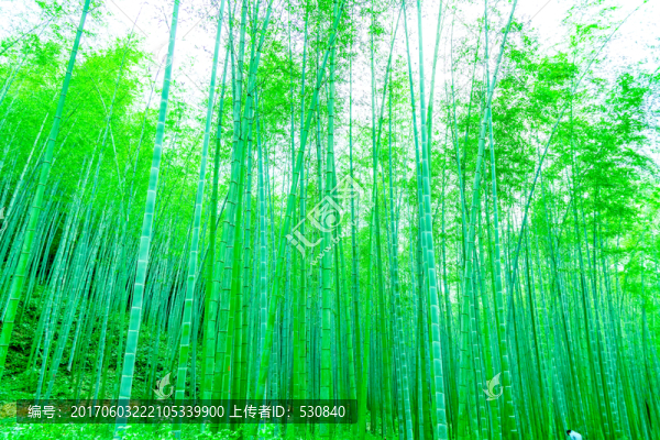 竹子,竹林,竹葉